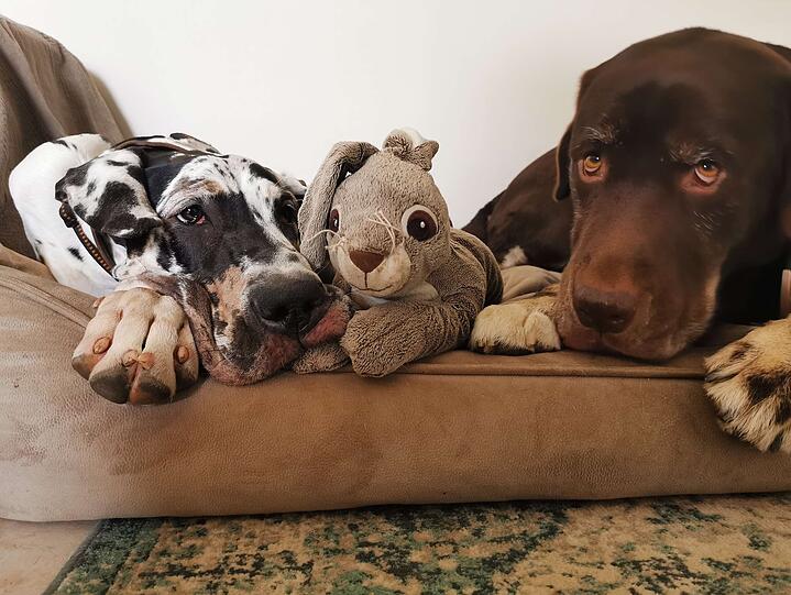 Hunde Logan (Deutsche Dogge) und Mystique (Malador)