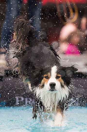 Platz 9: Der Australian Shepherd ist vor allem bei Familien gefragt.