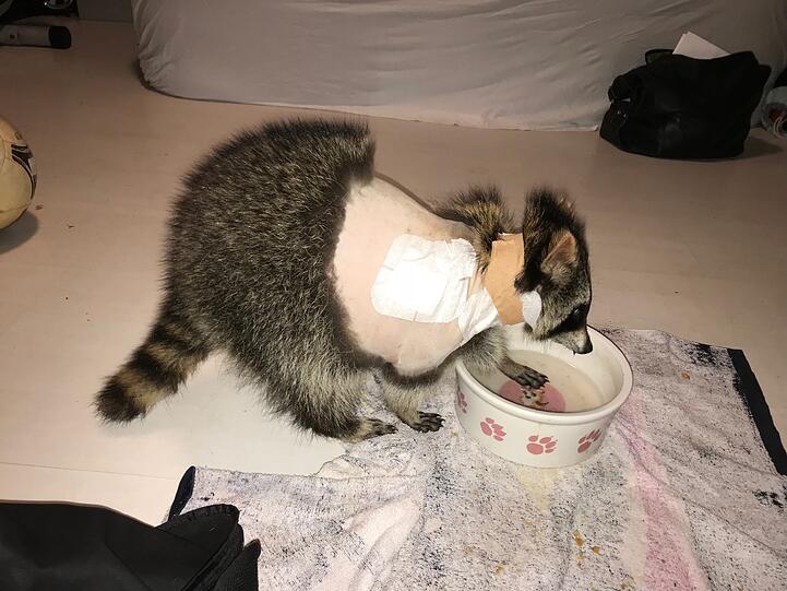 Weitere Bilder von Jacky und der ersten Herzschrittmacher-OP weltweit an einem Waschbären.