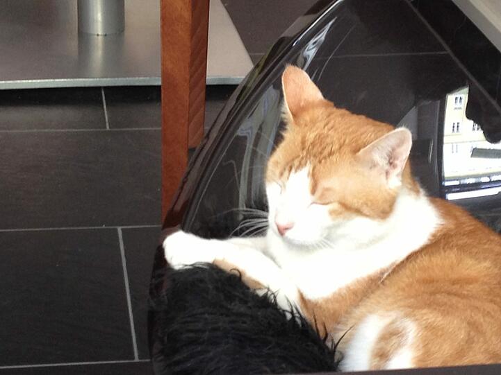 Im "Katzentempel" kann Kater Jack seine schlimme Vergangenheit vergessen.