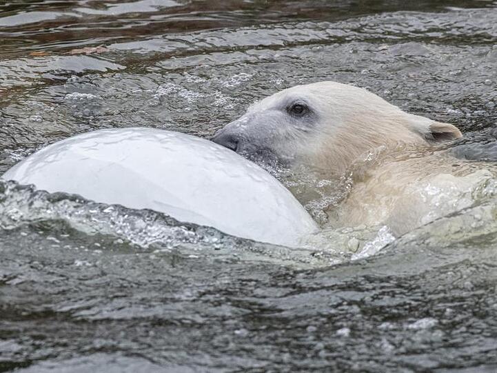Hertha mit den Resten der mit Fisch, Obst und Gemüse gefüllten Eisbombe im Wasser.