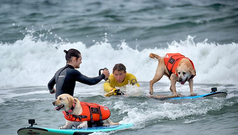 Auch Hunde können sich fürs Surfen begeistern - aber Schwimmwesten sind Pflicht.