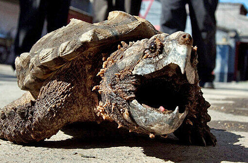 Eine Schildkröte wie diese soll einen Jungen in einem Badesee gebissen haben. Die Suche nach "Lotti" läuft auf Hochtouren...