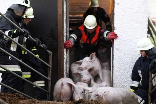 Feuerwehrleute bringen die überlebenden Schweine in Sicherheit