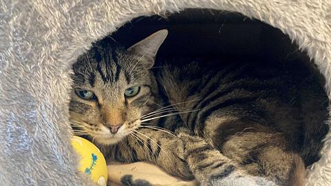 Kater Ben im Tierheim "Katzenparadies" Neustrelitz.