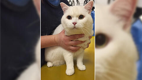 Der achtjährige Kater Charly hatte bei seinem Sturz aus dem 7. Stock Glück im Unglück.