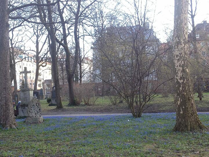Auf dem alten nördlichen Friedhof blüht es blau.