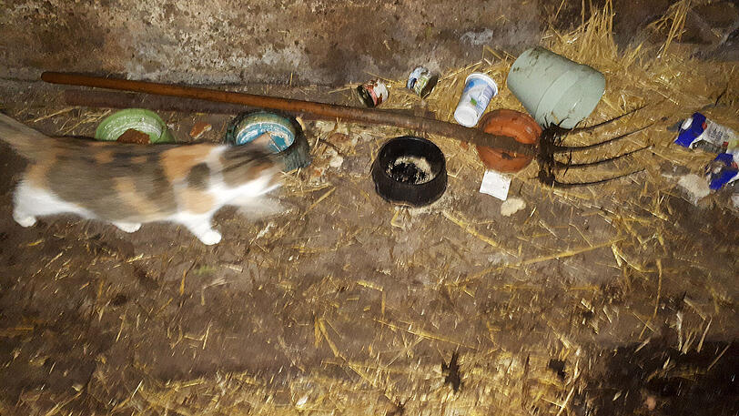 Die Katzen laufen frei im Stall herum. Auf dem Boden liegen scharfkantige Verpackungen und sogar eine rostige Mistgabel.