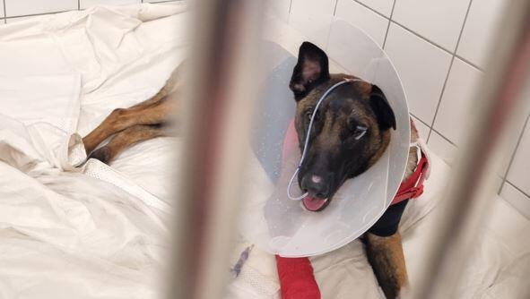 Polizeihund Chili mit Halskrause nach der OP.