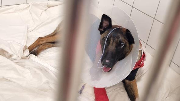 Polizeihund Chili mit Halskrause nach der OP.