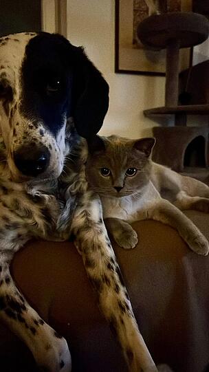 Hund Kovu und Katze Shila