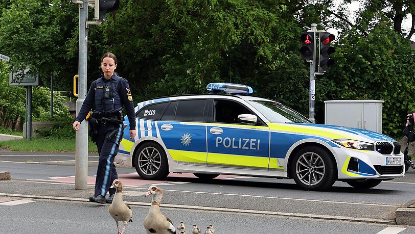 Bis zum Aschaffenburger Mainufer begleiteten die Beamten die G&auml;nse.