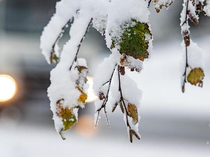 Schnee liegt auf herbstlich verfärbten Blättern. Foto: Armin Weigel/dpa