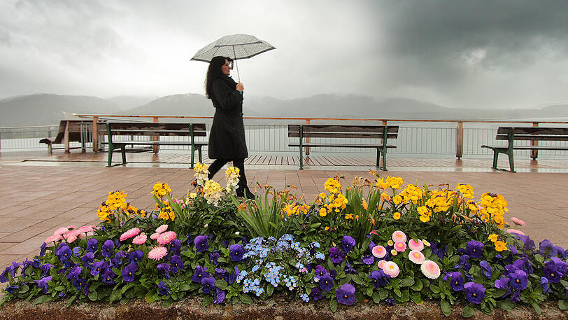 Typisch April: An der verregneten Uferpromenade am Tegernsee blühen bereits die Narzissen und andere Frühlingsblumen.