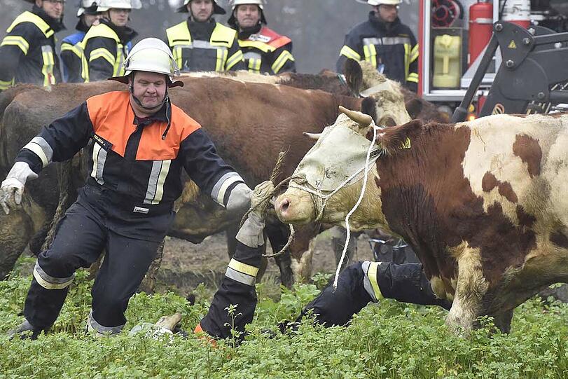Nachdem ein Viehtransporter umgestürzt ist, hat die Feuerwehr die Rinder aus dem Unfall-Lkw geführt. Ein Tier musste eingeschläfert werden.
