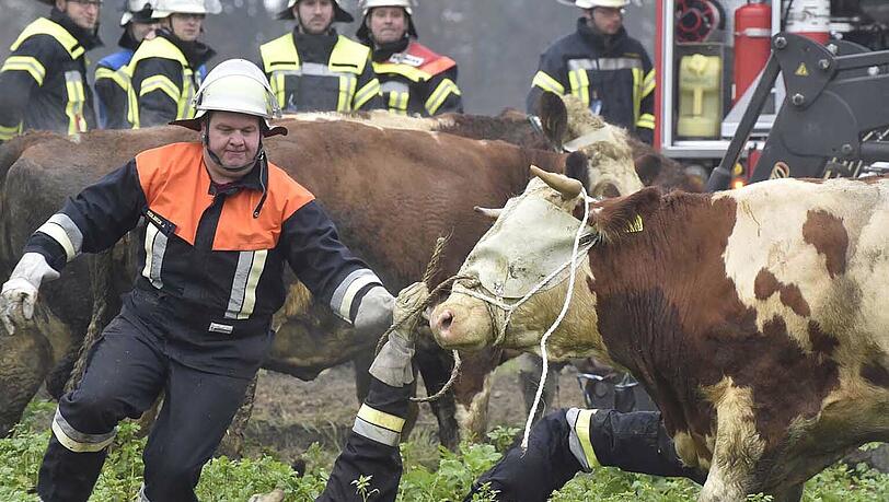 Nachdem ein Viehtransporter umgestürzt ist, hat die Feuerwehr die Rinder aus dem Unfall-Lkw geführt. Ein Tier musste eingeschläfert werden. Nachdem ein Viehtransporter umgestürzt ist, hat die Feuerwehr die Rinder aus dem Unfall-Lkw geführt. Ein Tier musste eingeschläfert werden.