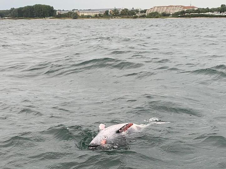 Ein toter Schweinswal treibt vor Neustadt in Holstein in der Ostsee.