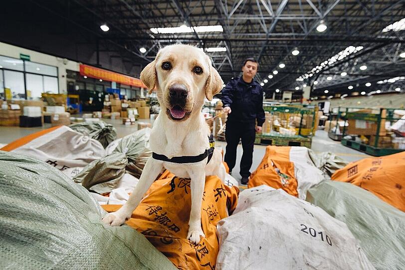 Ein Artenschutzspürhund beim Einsatz am Flughafen