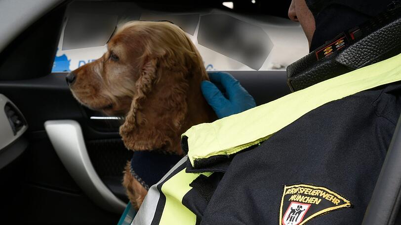 Ein Cocker Spaniel, der in einem der verunfallten Pkw mitfuhr, wurde noch am Unfallort von einem Feuerwehrmann beruhigt und versorgt.