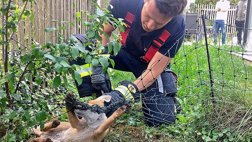 Die Einsatzkr&auml;fte helfen dem in Not geratenen Fuchs.