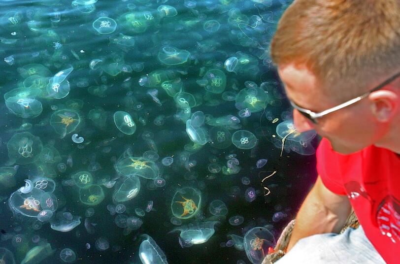Solche Quallen-Massen - wie hier an der Ostsee - treten zum Glück nur selten auf