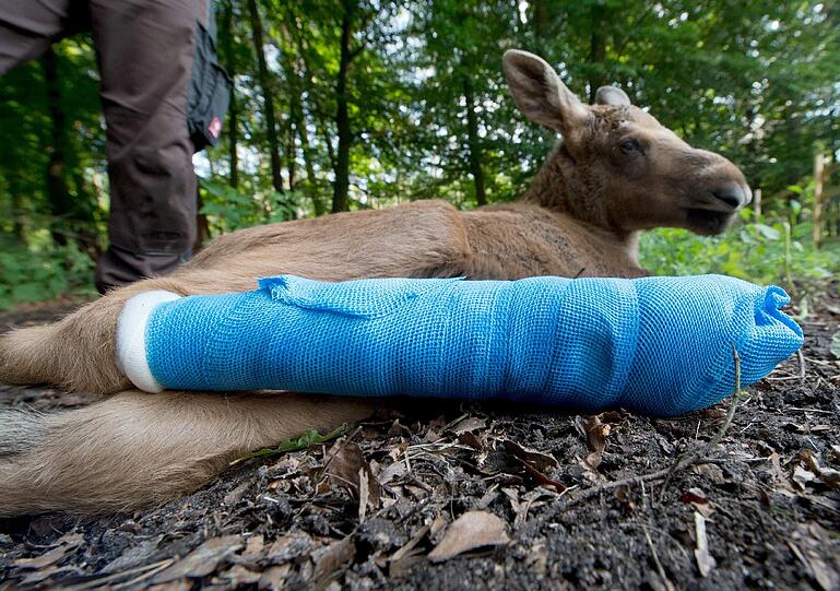 Unter Vollnarkose wurde Herberts Bein in der vergangenen Woche eingegipst. Nun musste der kleine Elch auch noch operiert werden. (Archivbilder)
