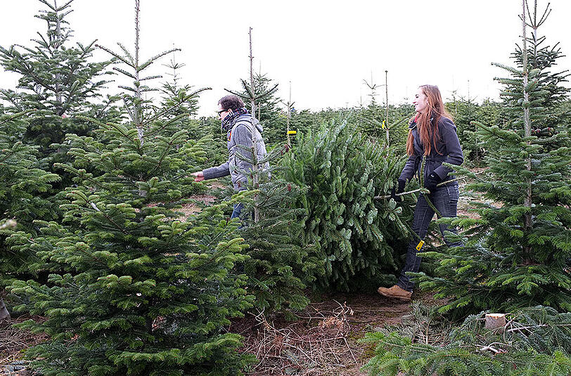 So ein ökologisch angebauter Weihnachtsbaum sieht schön aus und hilft der Umwelt. Hier werden Sie fündig.