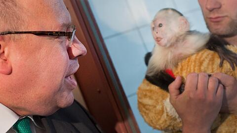 Bundesumweltminister Peter Altmaier (CDU) besucht am 21.05.2013 im Tierheim München-Riem Justin Biebers Kapuzineräffchen Mally, der auf dem Arm seines Pflegers Konrad Dressler (r) steht.