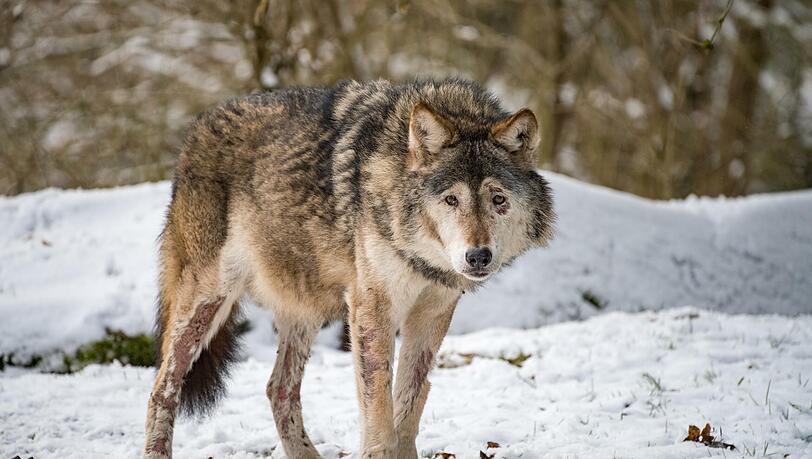 Asslan, der letzte Europäische Wolf des Tierparks ist gestorben.