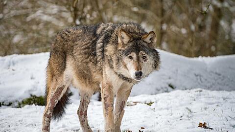 Asslan, der letzte Europäische Wolf des Tierparks ist gestorben.