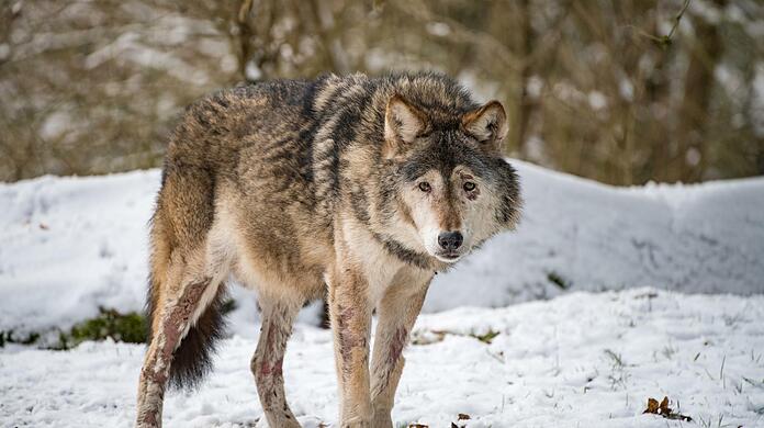 Asslan, der letzte Europäische Wolf des Tierparks ist gestorben.