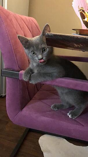 Miezi
