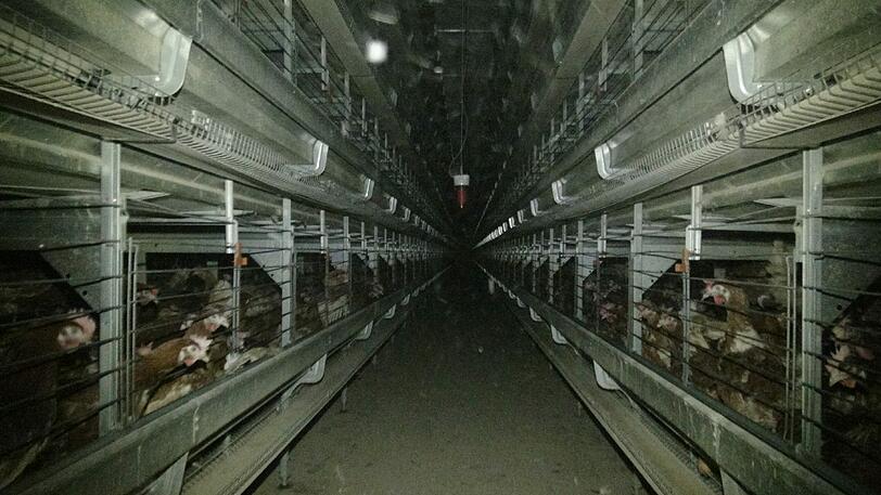 Sieht aus wie eine verbotene Legebatterie, heißt aber anders und ist deshalb halbwegs legal: Blick in die Hallen eines Betriebes, der Hühner in "Kleingruppen" hält.
