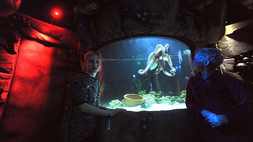 Richard (l) und Mika aus der Klasse 6 des Münchner Käthe-Kollwitz-Gymnasiums begutachten im Sea Life eine Krake.