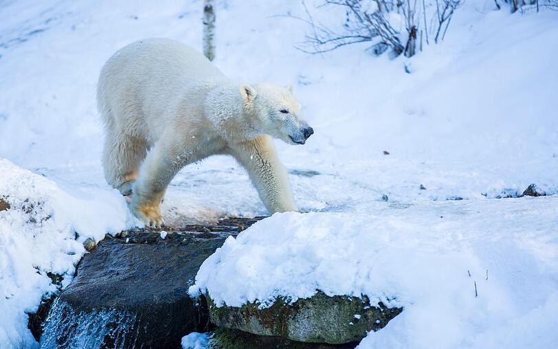 Wintereinbruch in Hellabrunn: Eisbär Nobby im Schnee.