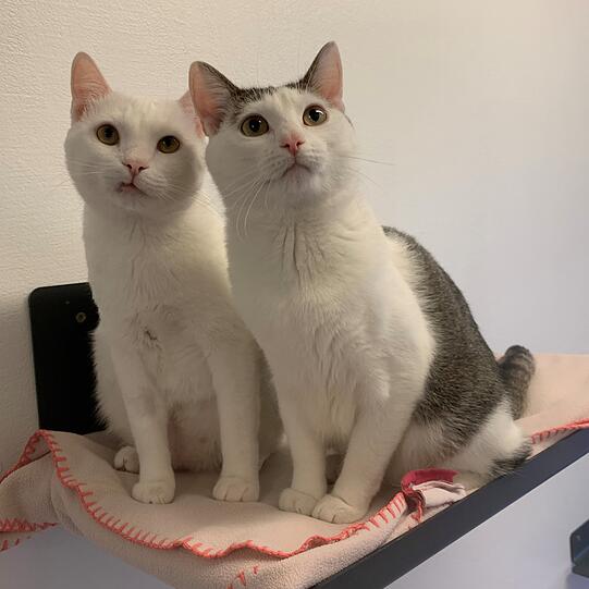 Pippa und Zeki (beide circa 1) sind zwei temperamentvolle und verspielte Kater. Sie wünschen sich eine Wohnung mit vernetztem Balkon. Zeki leidet an einer Nierenproblematik, Pippa hatte mit Oxalsteinen zu kämpfen. Beide benötigen regelmäßige Untersuchungen.