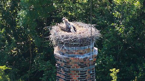 Ein G&auml;nsegeier sitzt auf einem Storchennest im Landkreis Hildesheim.