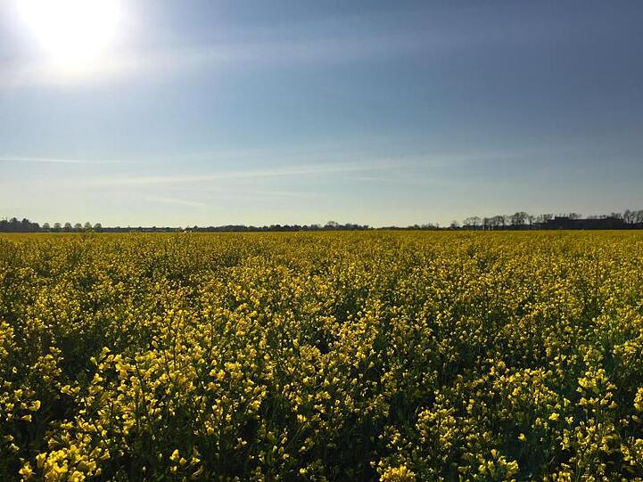 Die Morgensonne scheint über einem Rapsfeld. Foto: Marco Krefting/dpa/Archivbild