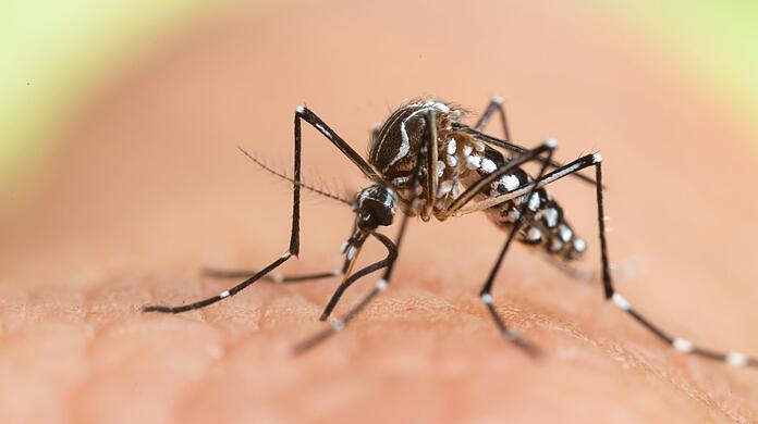 Schwarz-weiß gestreift mit dunklem Stechrüssel, zwischen zwei und zehn Millimeter groß - und leider auch in München angekommen: So sieht die Asiatische Tigermücke (Aedes albopicts) aus. Das Insekt, das auch Tigermoskito genannt wird, kann gefährliche tropische Krankheiten übertragen.
