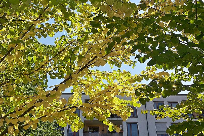 Hier sieht es schon aus wie im Herbst.