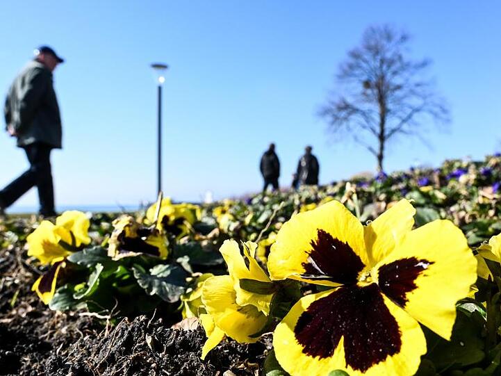 Die ersten Stecklinge blühen.