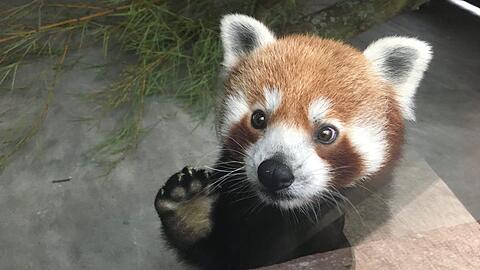 Porto statt München: Panda-Mädchen Shamina ist umgezogen.