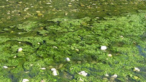 Der grüne Algenteppich in der Isar...