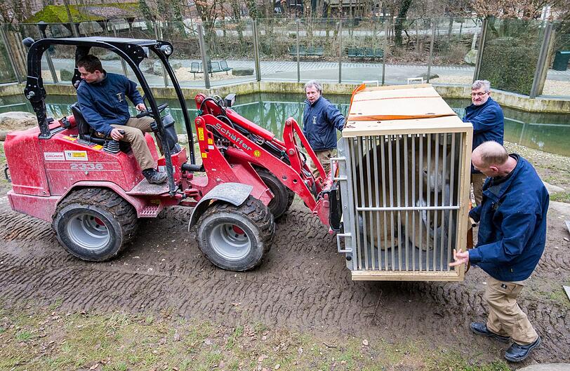 Die beiden Eisbären Nela und Nobby haben ihre Reise in andere europäische Zoos angetreten.