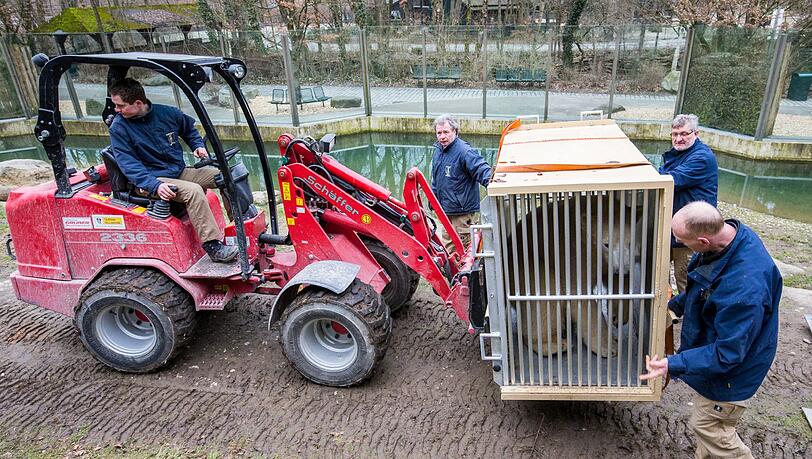 Die beiden Eisbären Nela und Nobby haben ihre Reise in andere europäische Zoos angetreten. Die beiden Eisbären Nela und Nobby haben ihre Reise in andere europäische Zoos angetreten.