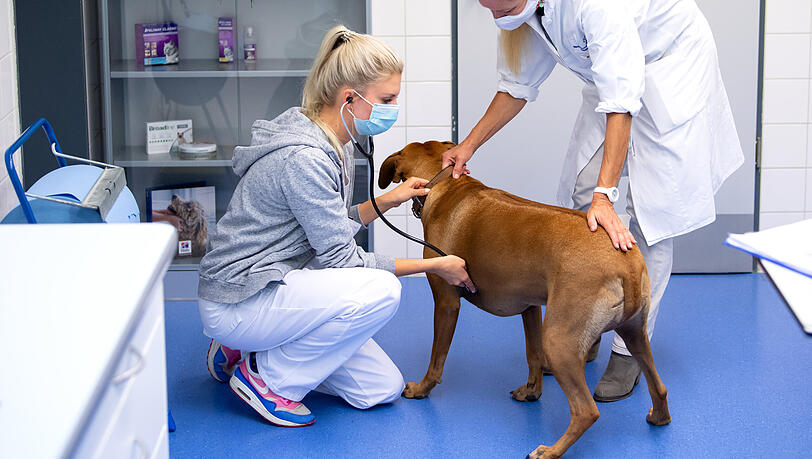 Bini, eine dreijährige Rhodesian Ridgeback Hündin, wird an der Kleintierklinik der Münchner Ludwig-Maximilians-Universität (LMU) während einer Spezialsprechstunde für adipöse Hunde und Katzen von den Tierärztinnen Anna-Lena Ziese (l) und Petra Kölle untersucht.