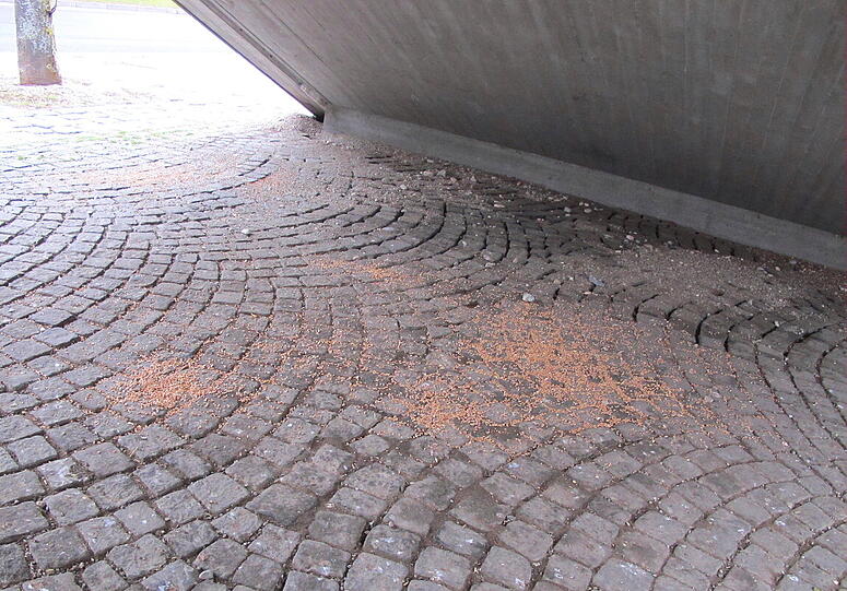 Neuperlach: Jemand füttert unter einer Fußgängerbrücke regelmäßig Tauben. AZ-Leser Djordje Matkovic hat sie fotografiert - und die Folgen.