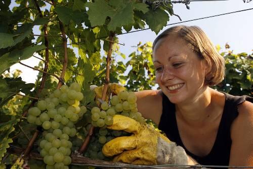 Erntehelferin bei der Silvaner-Lese in Franken.