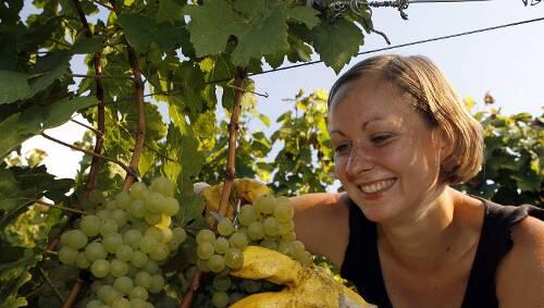 Erntehelferin bei der Silvaner-Lese in Franken. Erntehelferin bei der Silvaner-Lese in Franken.