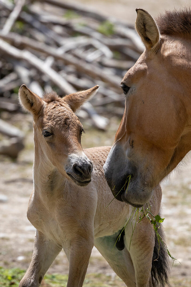 Erstmals seit fast zehn Jahren gab es im Tierpark Hellabrunn Nachwuchs bei den Przewalski-Pferden.